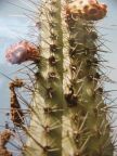 210 Organ Pipe Cactus With Flowers.JPG (61 KB)